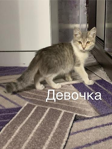 породистые собаки ищут дом: Милые котята ищут себе доброго хозяина🐱Котятки очень — 3