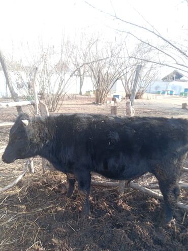 Inəklər, öküzlər: Erkək, il: 1, 360 kq, Damazlıq, Ünvandan götürmə — 1