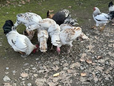 hinduşka balası satışı: Dişi, Damazlıq, Ünvandan götürmə, Ödənişli çatdırılma, Rayonlara çatdırılma