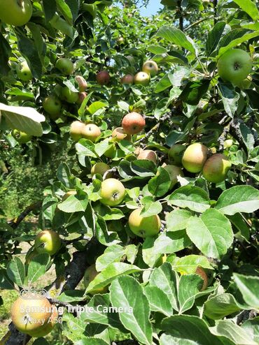 Torpaq sahələrinin satışı: 10 sot, Tikinti, Mülkiyyətçi, Kupça (Çıxarış) -da lalafo.az — 4 Torpaq sahələrinin satışı: 10 sot, Tikinti, Mülkiyyətçi, Kupça (Çıxarış) — 4
