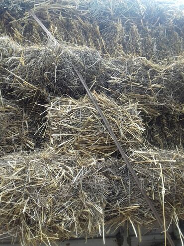 ендик чөп в Кыргызстан | ҮЙЛӨРДҮ САТУУ: Продаю сена ячмень колосом 30% остальное разнотравие в количестве 1400