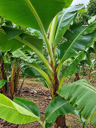 сколько стоит черная смородина на рынке: Продаю бананы ПЛОДОВЫЕ, сорт: Acuminata. Плодятся на второй год — 2