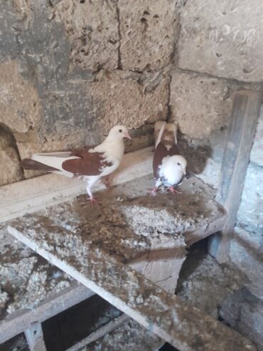 danişan quş: Video şeklinde watsapa gindermede var
