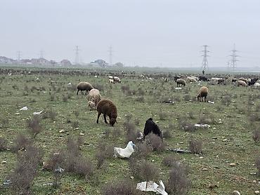 K/t heyvanları və malları: Allah haminin malina bereket versin. xeyrin versin. Ünvan ZABRAT 1 — 5