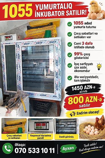 1100 yumurta, Tam avtomat lalafo.az -da 1100 yumurta, Tam avtomat