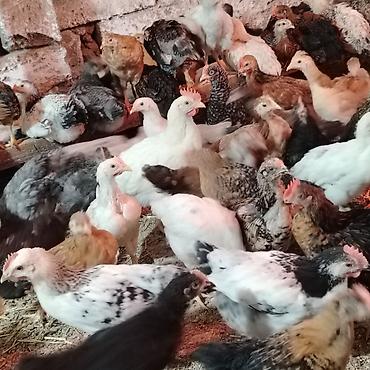 pitbul gence: Toyuq cücələri, Damazlıq, Ünvandan götürmə — 1