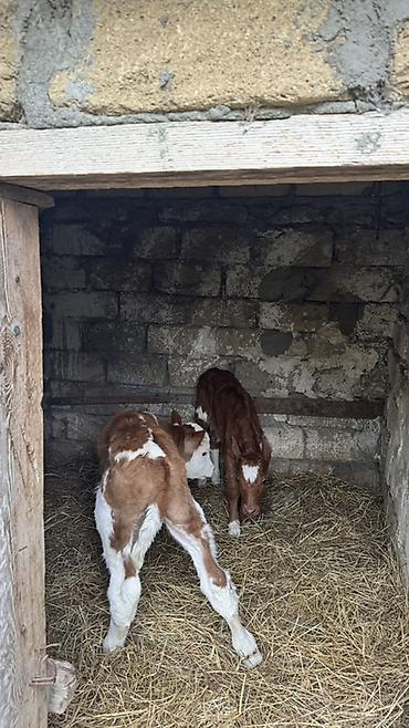 brama satisi: İki baş erkək simmental buzovlar satılır. Yalnız və yalnız real — 4
