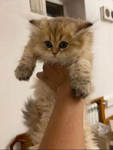 Pişiklər: Britan yastı qulaq, Erkək, Dişi, Yaxşı əllərə, Ünvandan götürmə, Pulsuz çatdırılma, Ödənişli çatdırılma — 88