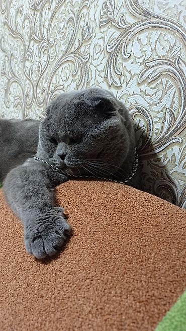 шатланские котята: Котята от домашней пары: - Папа: Британский крупный вислоухий кот — 4