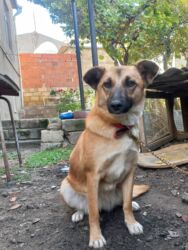 it balasi satilir: Alman çoban iti, 7 ay, Dişi, Peyvəndli, Ünvandan götürmə