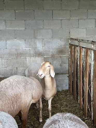 Продам с/х животных: Продаю | Овца (самка) | Для разведения | Племенные — 2