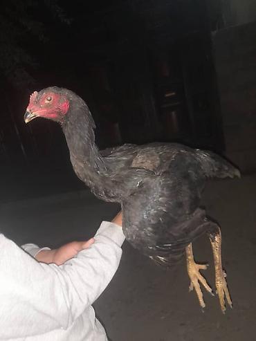Куры, петухи: Продаю | Куры | Бойцовая | Для разведения — 8