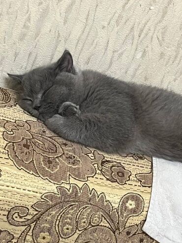 Pişiklər: Şotland, Erkək — 4