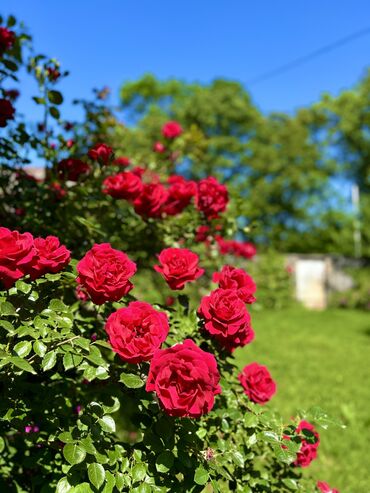 Bağ evlərinin satışı: Oğuz, 100 kv. m, 4 otaqlı, Hovuzsuz, Qaz, Su, Telefon — 13