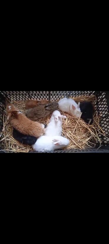 Коровы, быки: Fərqli rənglərdə olan bu bala dovşanlar ev heyvanı kimi saxlamaq üçün