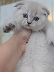 Pişiklər: Britan yastı qulaq, Erkək, Dişi, Yaxşı əllərə, Ünvandan götürmə, Ödənişli çatdırılma, Rayonlara çatdırılma — 1