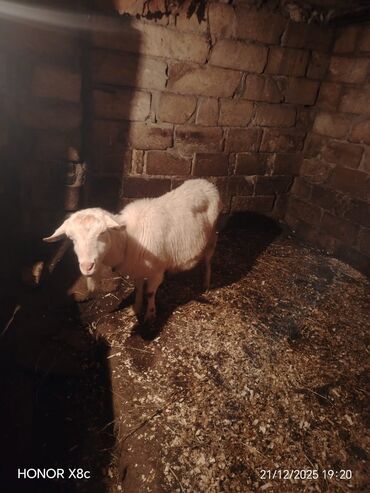 Keçi, çəpiş: Qiymət cütünə ayıdır cütü 650 manata sani boğaz keçilər di isteyen — 11