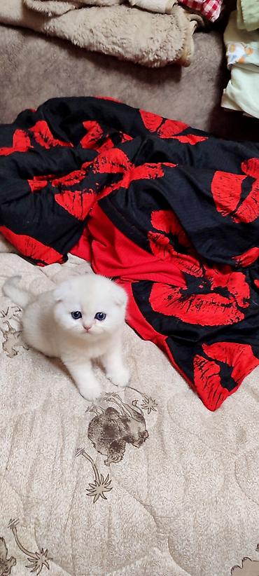 Продажа кошек: С документами. Чистокровный Шотландский вислоухий котёнок, (мальчик) — 4