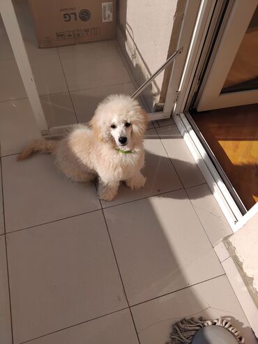 İtlər: Pudel — 10