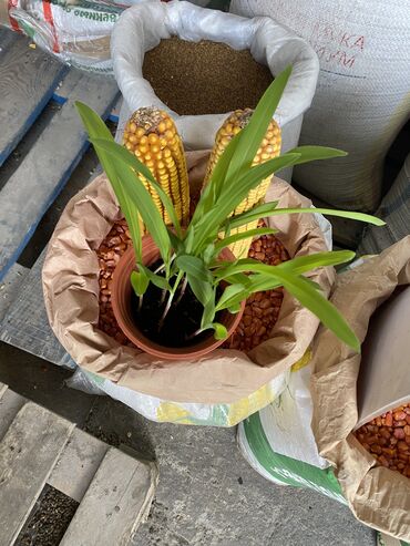 семена кукурузы майами в бишкеке: Семена и саженцы Кукурузы, Бесплатная доставка