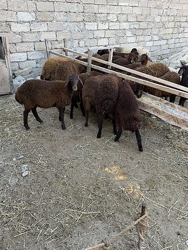 at satisi qiymetleri: Salam aleyküm 23 baş quzdu 6 dışı 17 erken kom 320 m tek tek 280 dan — 9