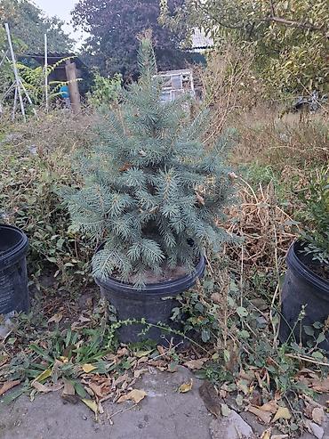 елка голубая: Ель голубая (Picea pungens) в контейнере или меняю телефон айфон — 1