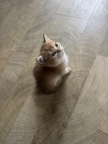 Кошки: Британская, Самец, Самка — 1