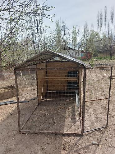 Куры, петухи: Продаю | Петух — 3