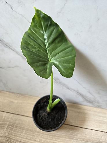 Филодендроны: Сциндапсусы,сансевиерии,сингониум Ред спот,сингиниум пинк бьюти — 11