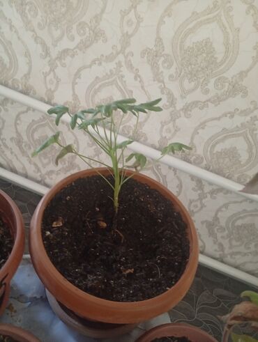 Другие комнатные растения: Представляем коллекцию комнатных растений, включающую несколько видов — 15