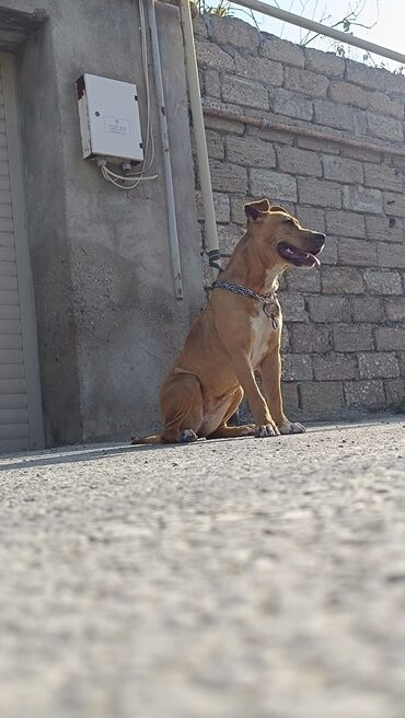 İtlər: 9 ay, Dişi, Peyvəndli, Ünvandan götürmə -da lalafo.az — 9 İtlər: 9 ay, Dişi, Peyvəndli, Ünvandan götürmə — 9