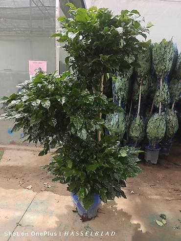 Монстеры: Монстера делициоза (Monstera deliciosa) – крупное — 18