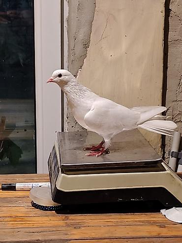 qus ucun qəfəs: 16-17tuk təmiz cilpaq ayaq aglar. biri erkey. biri mayadi. amma cut — 9