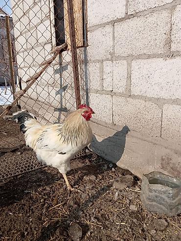 Куры, петухи: Продаю | Петух | Для разведения — 7
