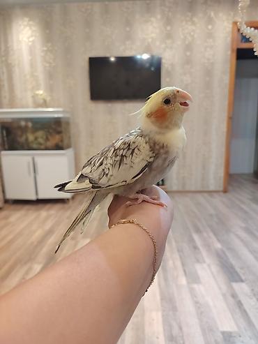 bala pisik ucuz: Korella baladi 4 aylıq qızdı ələ oresib 35 manat fikiri ciddi olanlar — 5