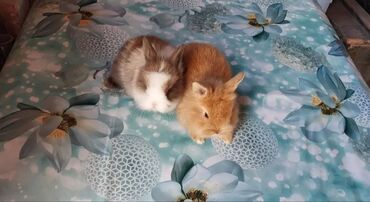 Dovşanlar: Ev dovşanı balaları satılır. Karlik(cırtdan) cinsi. Sağlam və — 40