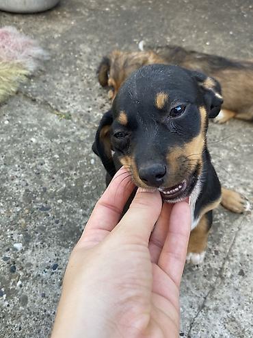mini maltezer slike: Štenci malog rasta – mešanci, spremni da osvoje srce novog doma. Mama — 7
