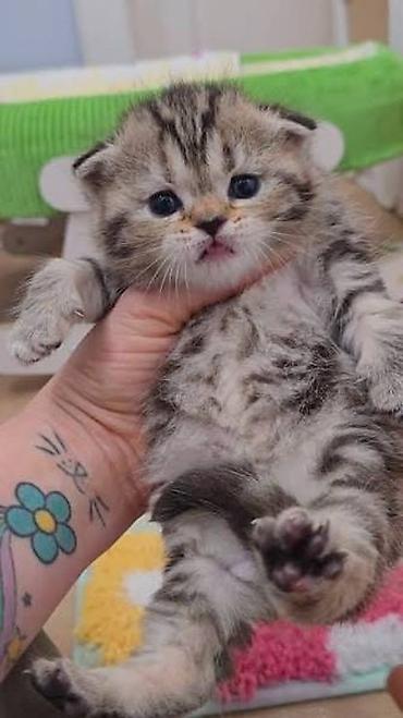 ragdoll pisik: Şotland — 3