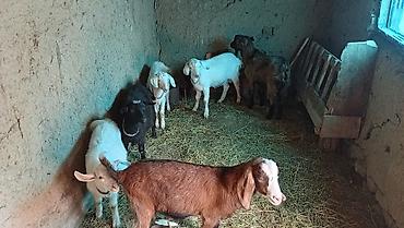 Продам с/х животных: Продаю | Козлёнок | Для разведения — 1