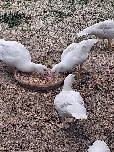 lal ördek: Muscovy ördəkləri – juvenil sürü - Cins: Muscovy (indoutka), ağ və — 2
