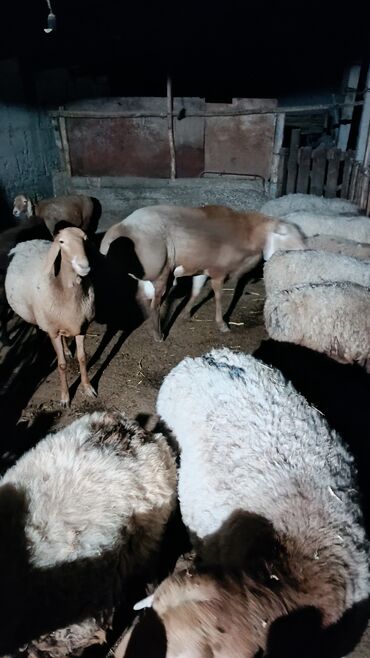 вислаухие котята: Сатам | Кочкор (эркек) | Гиссар, Арашан | Көбөйтүү үчүн | Асыл тукумдуу, Жасалма жол менен боозутуу