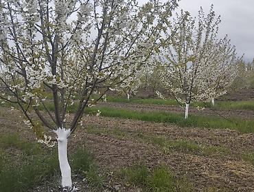 Torpaq sahələrinin satışı: 300 sot, Kupça (Çıxarış) — 10