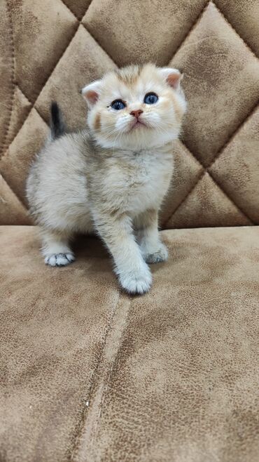 Кошки: Шиншилла, Самец, Самка