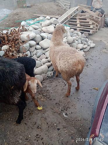 Баран, овца: Продаю | Баран (самец) | Для разведения | Матка — 16