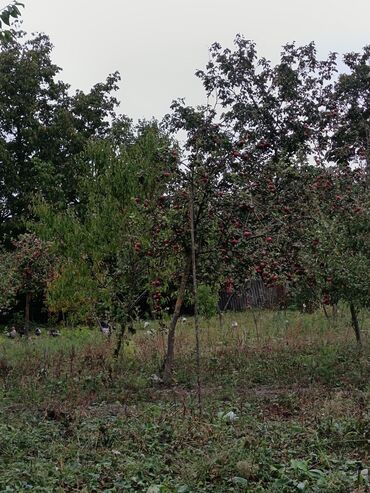 Torpaq sahələrinin satışı: 22 sot, Kənd təsərrüfatı, Mülkiyyətçi, Kupça (Çıxarış) — 6