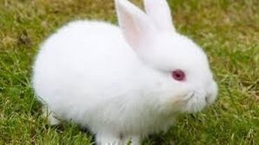 dovşan balaları: Albino və qara dovşan balaları. Tam sağlamdılar, çox şirindilər😍