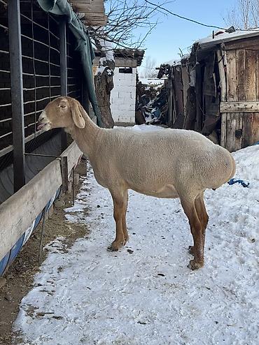 Баран, овца: Продаю | Овца (самка) | Арашан | Для разведения | Матка — 2