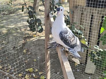 eşi 1 aydir axtaririam cixmir tgda: Erkek mayadi — 2