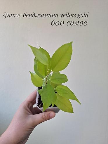 Комнатные растения: 🌿 В продаже фикусы разных сортов (детки/молодыерастения). 💚 Названия — 10