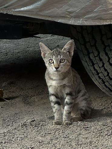 сервал кошка: Отдадим в хорошие руки. Котёнок, короткошёрстный, тигровый окрас — 1